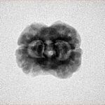 2 Mukhi Rudraksha 25.5mm 2.3gm - Inverse xray