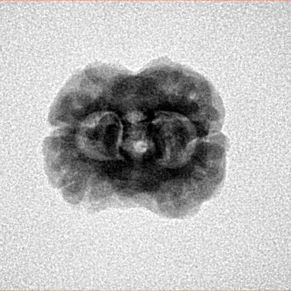 2 Mukhi Rudraksha 25.5mm 2.3gm - Inverse xray