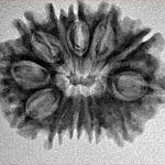 12 Mukhi Rudraksha 26mm 3.24gm - Inverse xray