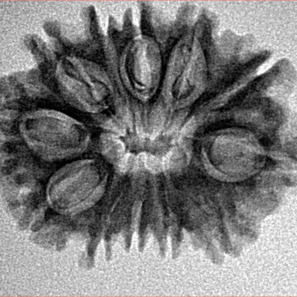 12 Mukhi Rudraksha 26mm 3.24gm - Inverse xray