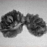 28 Mukhi Gaurishankar 26.5mm 1.66gm - Inverse xray