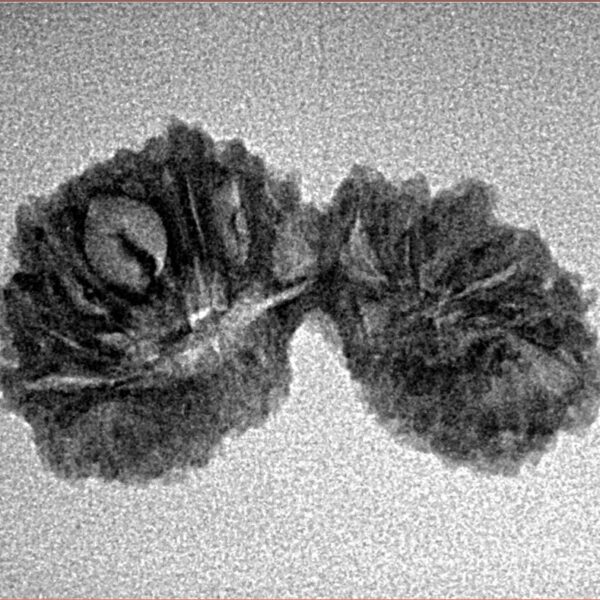 28 Mukhi Gaurishankar 26.5mm 1.66gm - Inverse xray