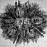 11 Mukhi Rudraksha 28mm 3.65gm - Inverse xray