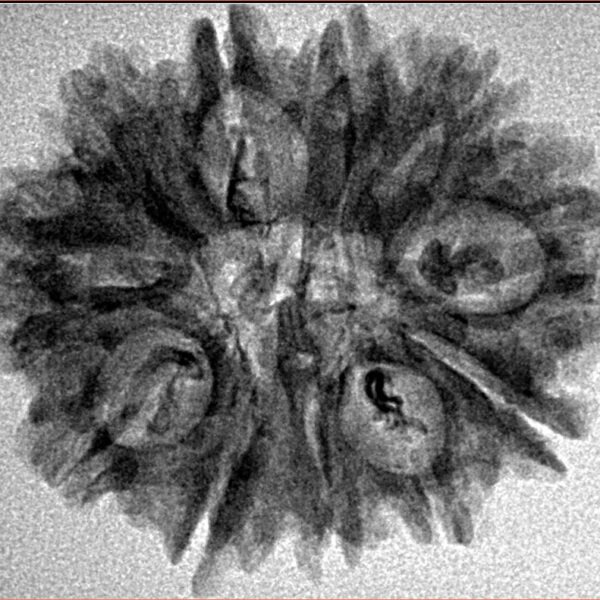 11 Mukhi Rudraksha 28mm 3.65gm - Inverse xray