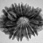 12 Mukhi Rudraksha 26.1mm 3.64gm - Inverse xray