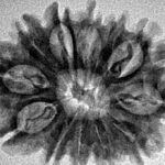 12 Mukhi Rudraksha 27.1mm 3.63gm - Inverse xray