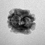 2 Mukhi Rudraksha 17.9mm 1.3gm - Inverse xray