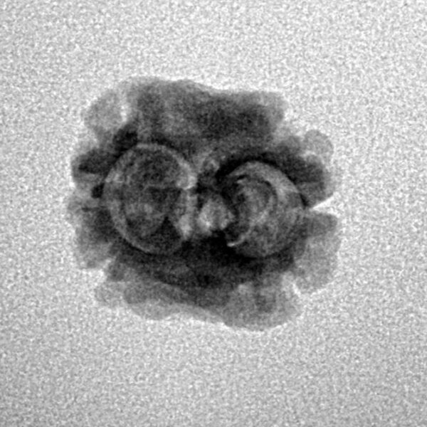 2 Mukhi Rudraksha 17.9mm 1.3gm - Inverse xray