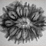12 Mukhi Rudraksha 26.4mm 2.91gm - Inverse xray