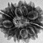 12 Mukhi Rudraksha 20.4mm 2.33gm - Inverse xray