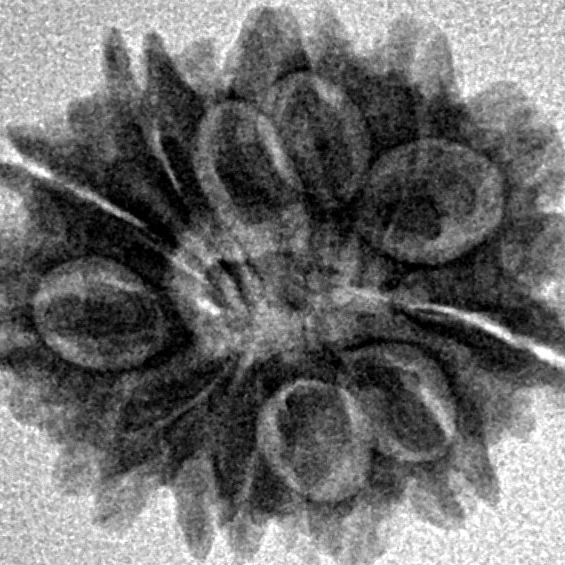 12 Mukhi Rudraksha 20.4mm 2.33gm - Inverse xray