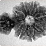 Sawar/Ganesh (7+1) 32.4mm 5.68gm - Inverse xray