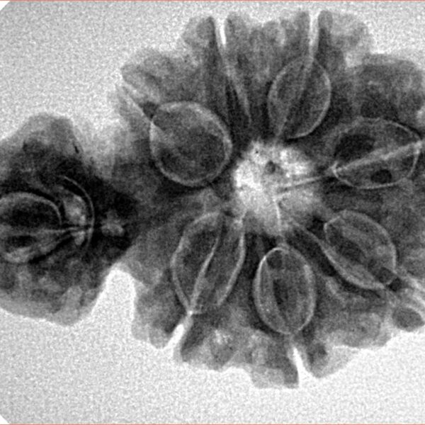 Sawar/Ganesh (7+1) 32.4mm 5.68gm - Inverse xray