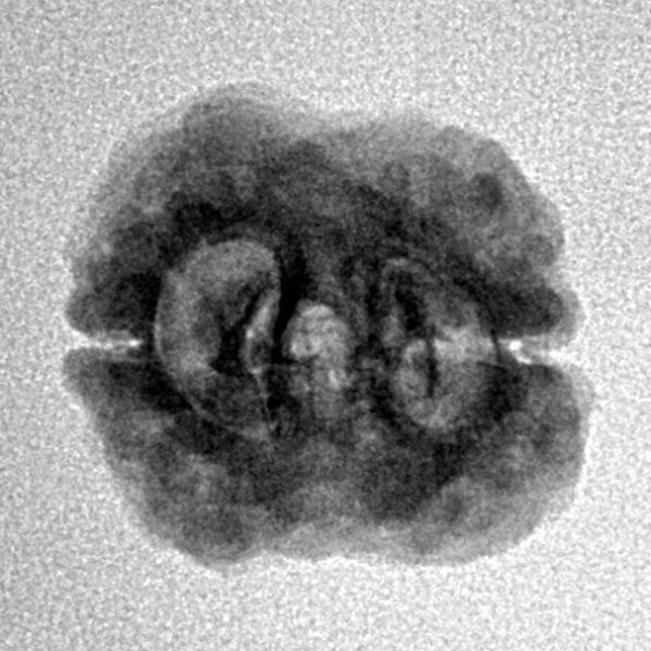 2 Mukhi Rudraksha 21.7mm 1.84gm - Inverse xray