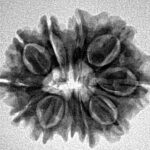 11 Mukhi Rudraksha 24.5mm 3.44gm - Inverse xray