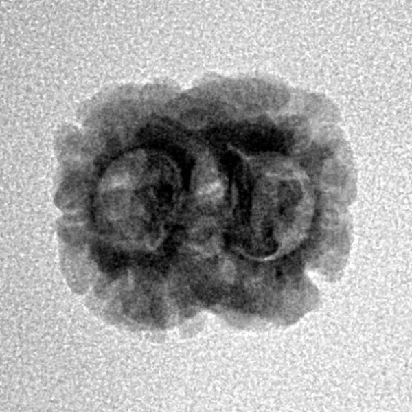 2 Mukhi Rudraksha 19.5mm 1.45gm - Inverse xray