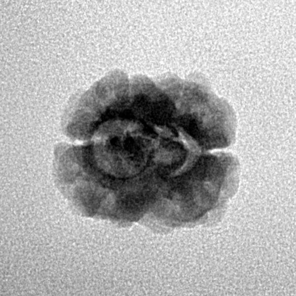 2 Mukhi Rudraksha 22.2mm 1.52gm - Inverse xray