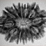 12 Mukhi Rudraksha 27.3mm 3.82gm - Inverse xray