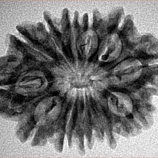 12 Mukhi Rudraksha 27.3mm 3.82gm - Inverse xray