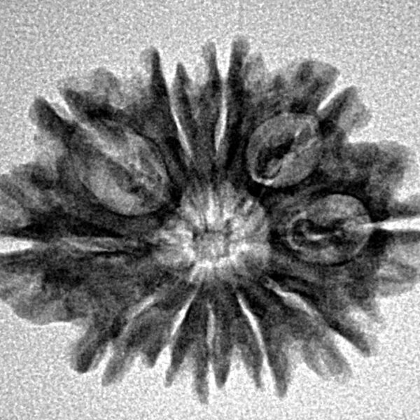 11 Mukhi Rudraksha 23.9mm 2.6gm - Inverse xray