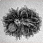 11 Mukhi Rudraksha 24.1mm 3.11gm - Inverse xray