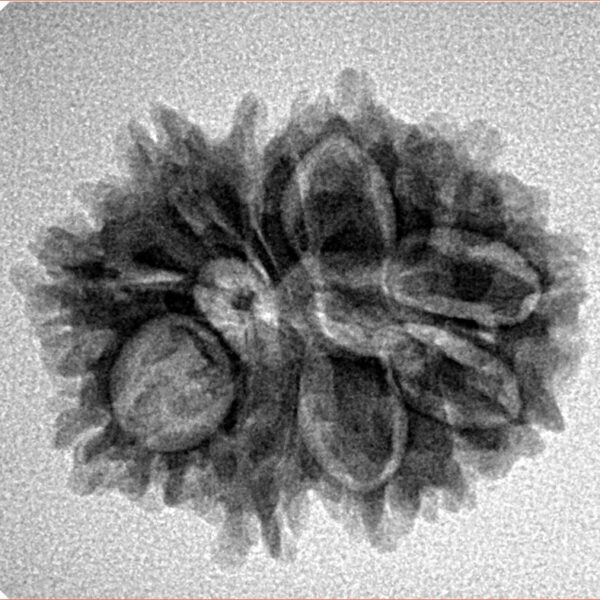 11 Mukhi Rudraksha 24.1mm 3.11gm - Inverse xray