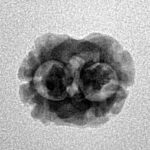 2 Mukhi Rudraksha 17.5mm 1.14gm - Inverse xray