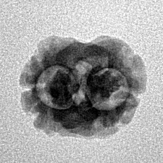 2 Mukhi Rudraksha 17.5mm 1.14gm - Inverse xray