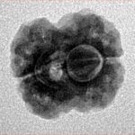 2 Mukhi Rudraksha 17.4mm 1.74gm - Inverse xray