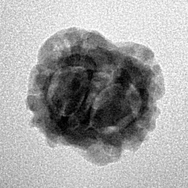 2 Mukhi Rudraksha 20.7mm 1.82gm - Inverse xray