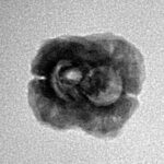 2 Mukhi Rudraksha 21.5mm 1.54gm - Inverse xray