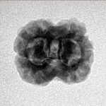 2 Mukhi Rudraksha 22.9mm 2gm - Inverse xray