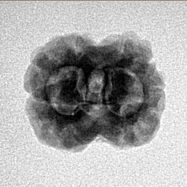 2 Mukhi Rudraksha 22.9mm 2gm - Inverse xray