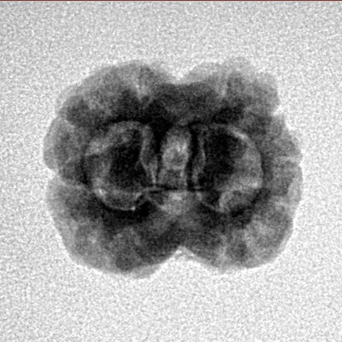 2 Mukhi Rudraksha 22.9mm 2gm - Inverse xray