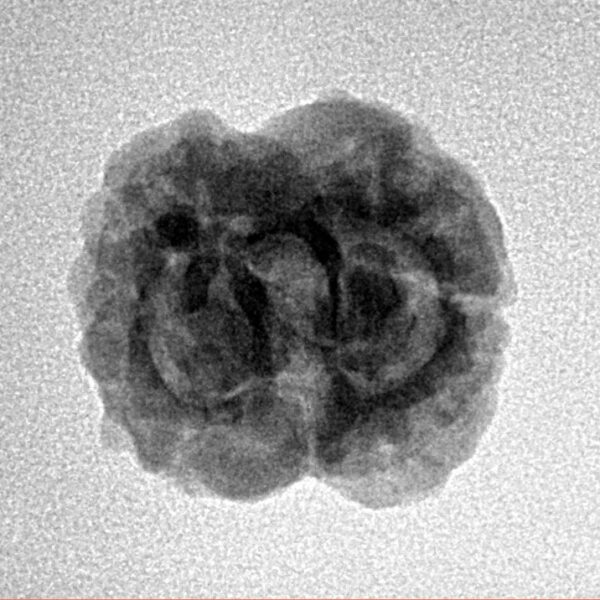 2 Mukhi Rudraksha 21.7mm 2.29gm - Inverse xray