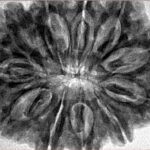 11 Mukhi Rudraksha 33.7mm 8.26gm - Inverse xray