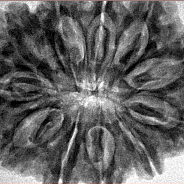 11 Mukhi Rudraksha 33.7mm 8.26gm - Inverse xray