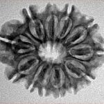 12 Mukhi Rudraksha 25.7mm 3.36gm - Inverse xray