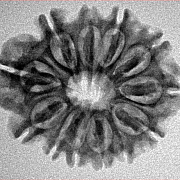 12 Mukhi Rudraksha 25.7mm 3.36gm - Inverse xray