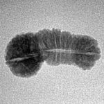 31 Mukhi Rudraksha 21.2mm 1gm - Inverse xray