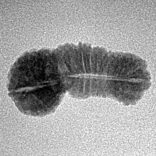 31 Mukhi Rudraksha 21.2mm 1gm - Inverse xray