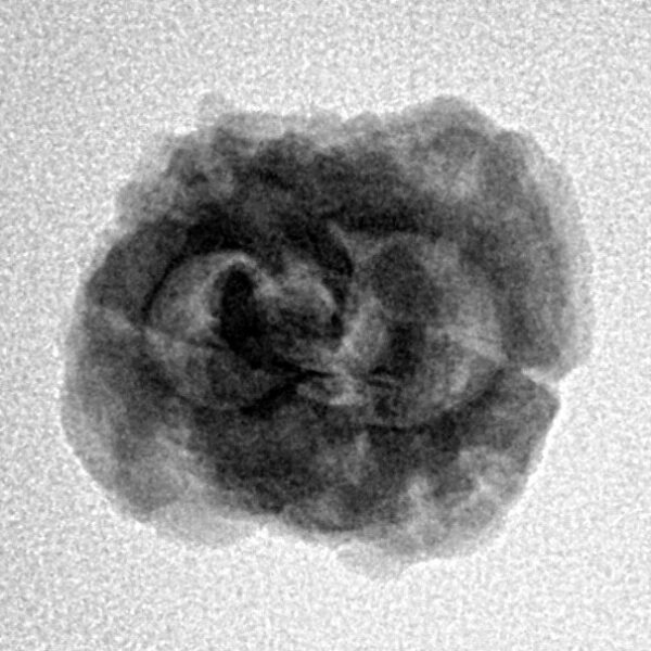 2 Mukhi Rudraksha 25mm 2.13gm - Inverse xray