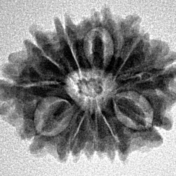 11 Mukhi Rudraksha 22.8mm 2.94gm - Inverse xray