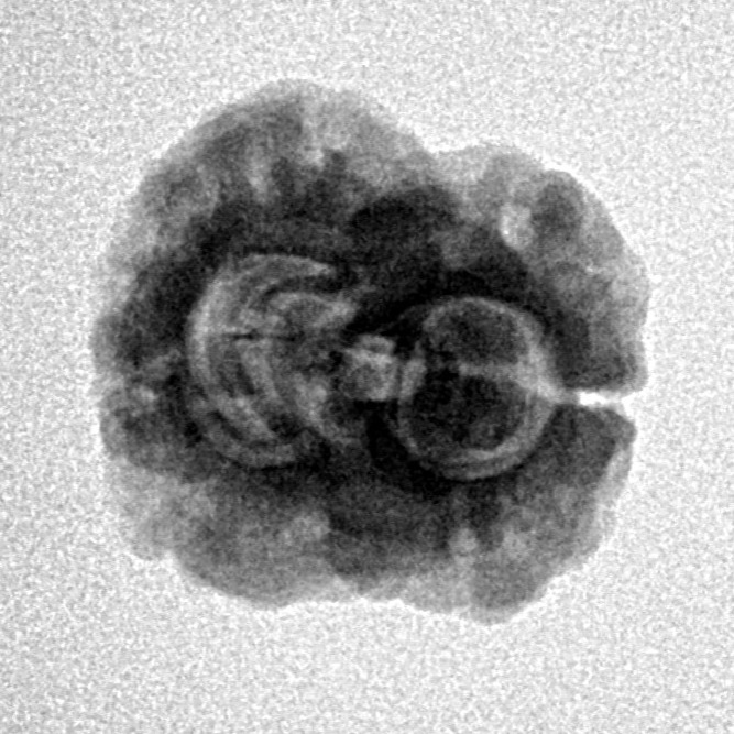 2 Mukhi Rudraksha 23.5mm 2.42gm - Inverse xray