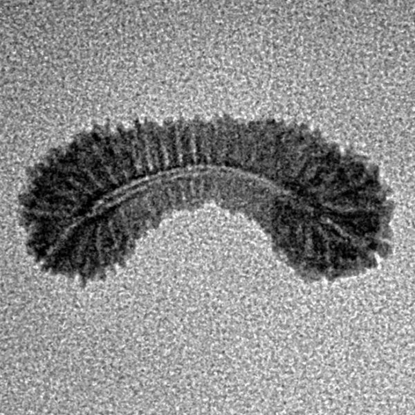 45 Mukhi Rudraksha 19.6mm 0.45gm - Inverse xray