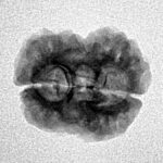 2 Mukhi Rudraksha 22.2mm 1.79gm - Inverse xray