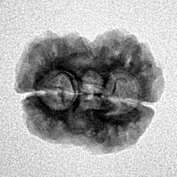 2 Mukhi Rudraksha 22.2mm 1.79gm - Inverse xray