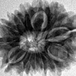 13 Mukhi Rudraksha 23.9mm 3.55gm - Inverse xray