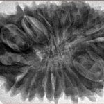 21 Mukhi Rudraksha 34.2mm 7.62gm - Inverse xray