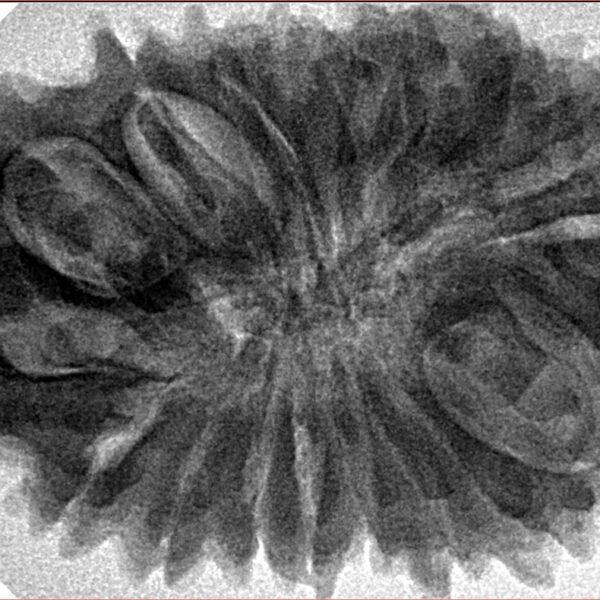 21 Mukhi Rudraksha 34.2mm 7.62gm - Inverse xray